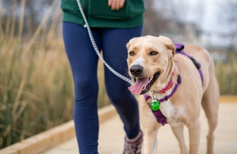 Übrigens: Hunde sind bei uns herzlich willkommen!